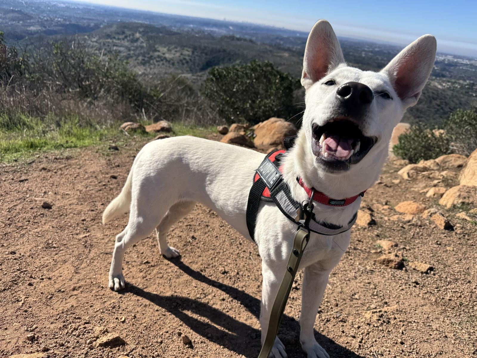 Gia, a Adoptable Shepherd in San Diego, CA image 2/3