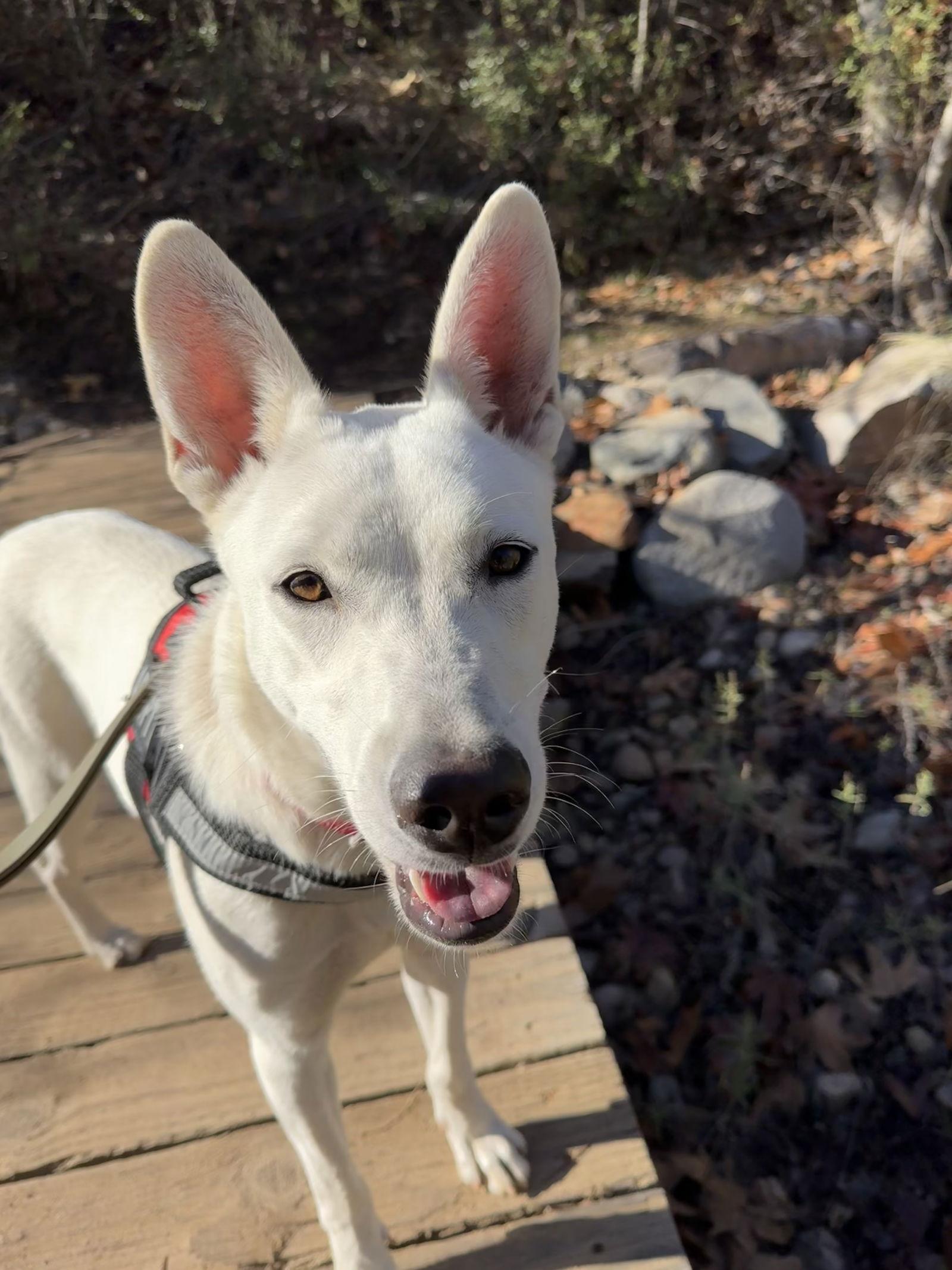 Gia, a Adoptable Shepherd in San Diego, CA image 3/3