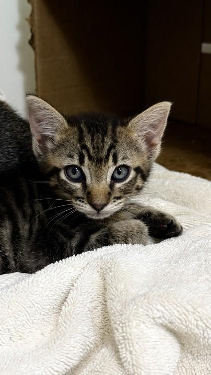 Bear, Adoptable, Kitten Male Domestic Short Hair & Domestic Short Hair.