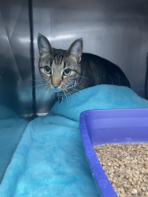 WENDY, Adoptable, Adult Female Domestic Short Hair.