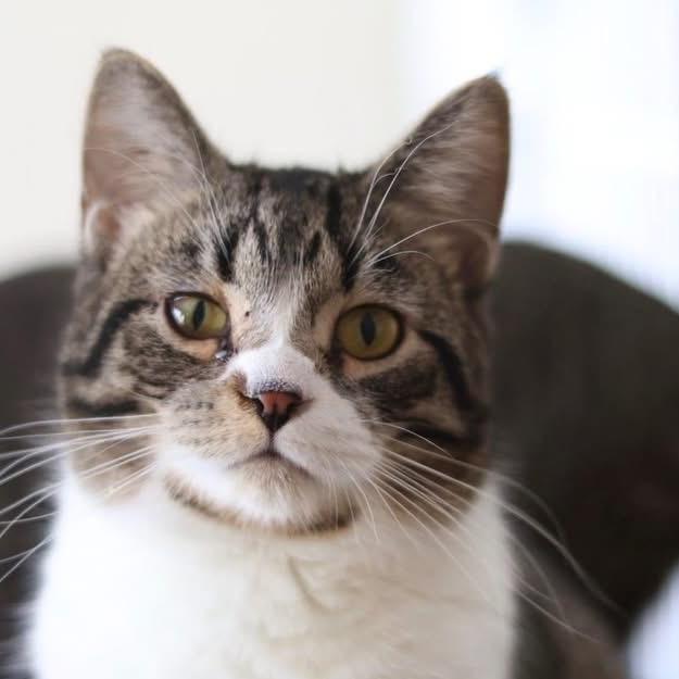 Kersty, Adoptable, Young Female Tabby.