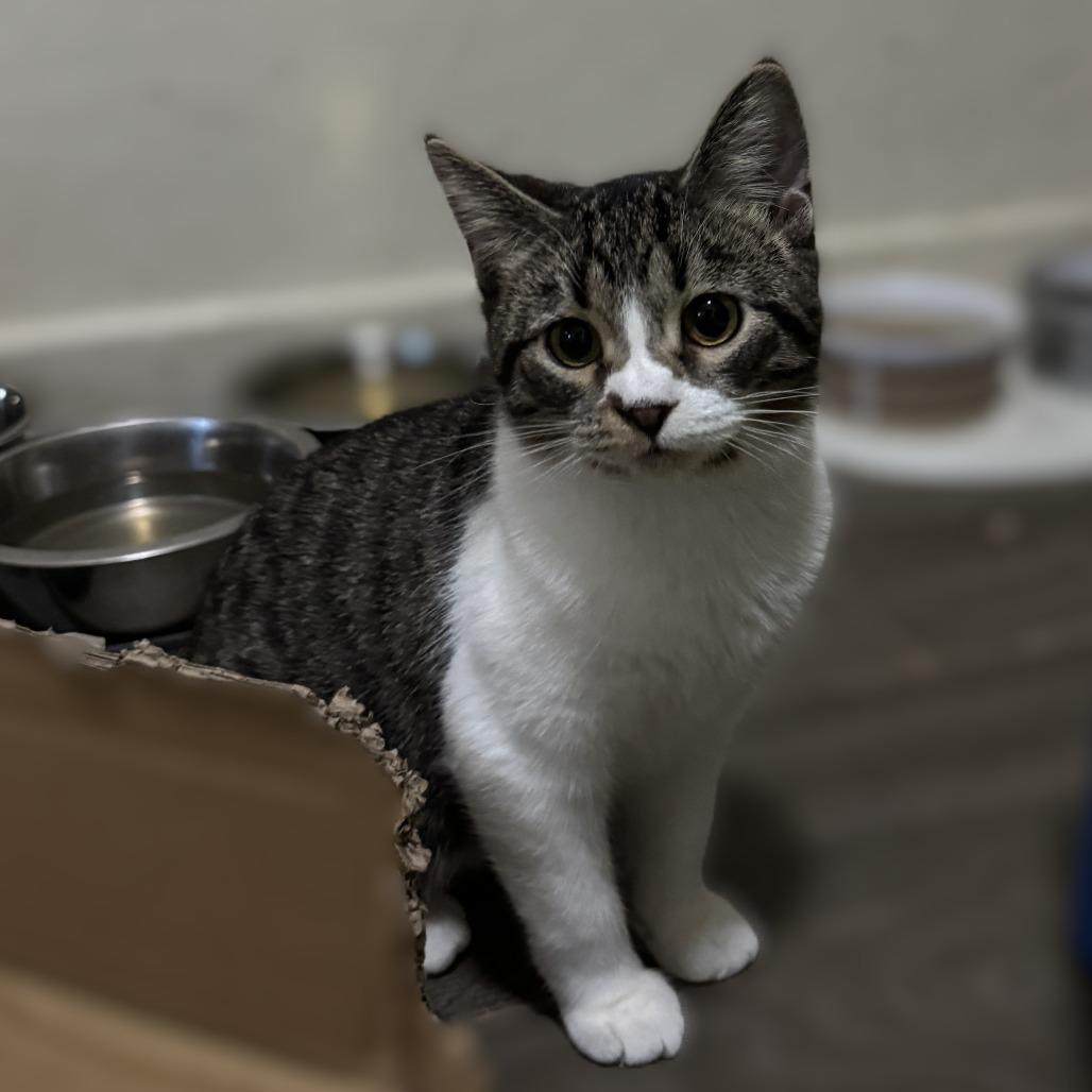 Enlarge Kersty, a Adoptable Tabby in Richland, MI image 6/6