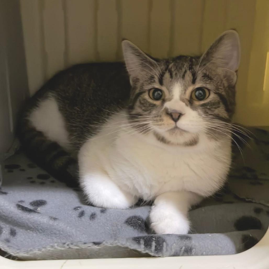 Enlarge Kersty, a Adoptable Tabby in Richland, MI image 4/6