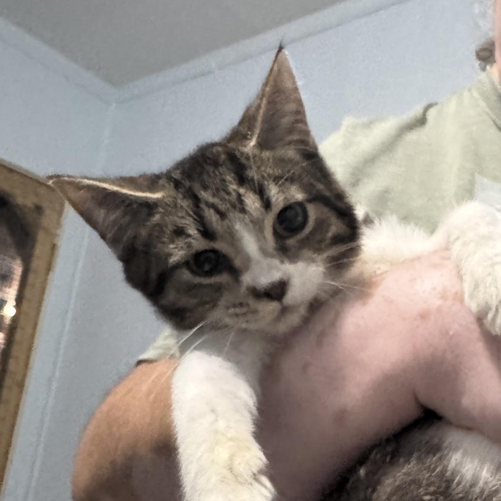 Enlarge Kersty, a Adoptable Tabby in Richland, MI image 5/6