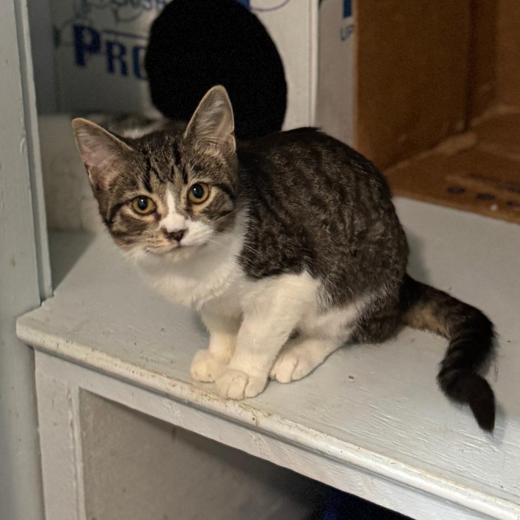 Enlarge Kersty, a Adoptable Tabby in Richland, MI image 3/6