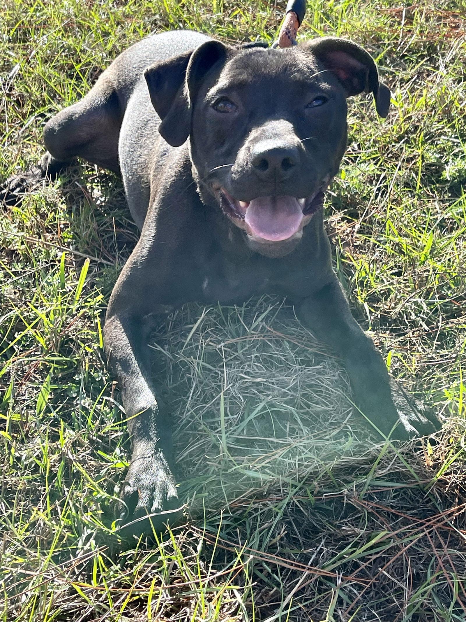 Dolly, Adoptable, Young Female Labrador Retriever.