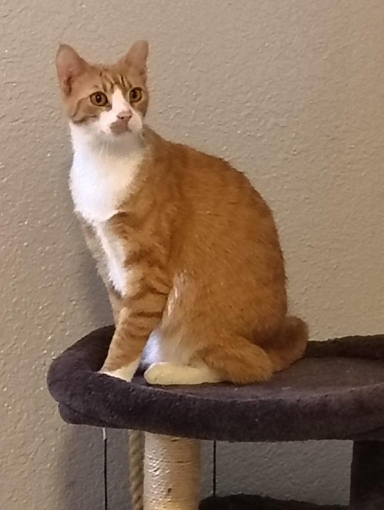 Blondie, a Adoptable mixed breed in Richland Hills, TX image 1/2