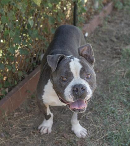 Pebbles, Adoptable, Adult Male Pit Bull Terrier & Mixed Breed.