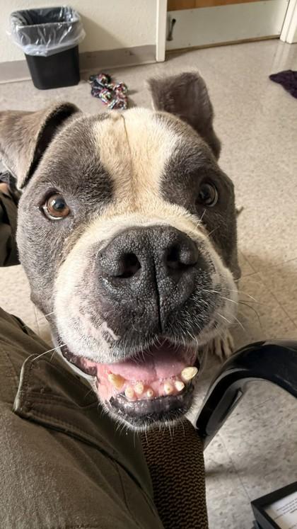 Pebbles, Adoptable, Adult Male Pit Bull Terrier & Mixed Breed.