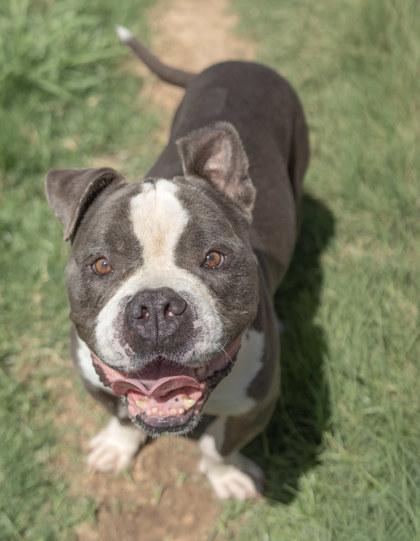 Enlarge Pebbles, a Adoptable mixed breed in Balch Springs, TX image 2/3