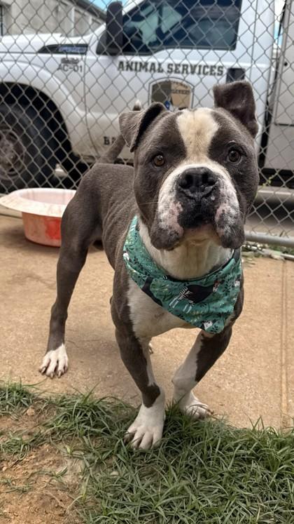 Pebbles, a Adoptable mixed breed in Balch Springs, TX image 2/3