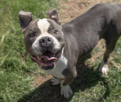 Enlarge Pebbles, a Adoptable mixed breed in Balch Springs, TX image 3/3