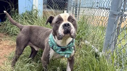 Enlarge Pebbles, a Adoptable mixed breed in Balch Springs, TX image 3/3