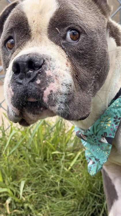 Pebbles, a Adoptable mixed breed in Balch Springs, TX image 3/3