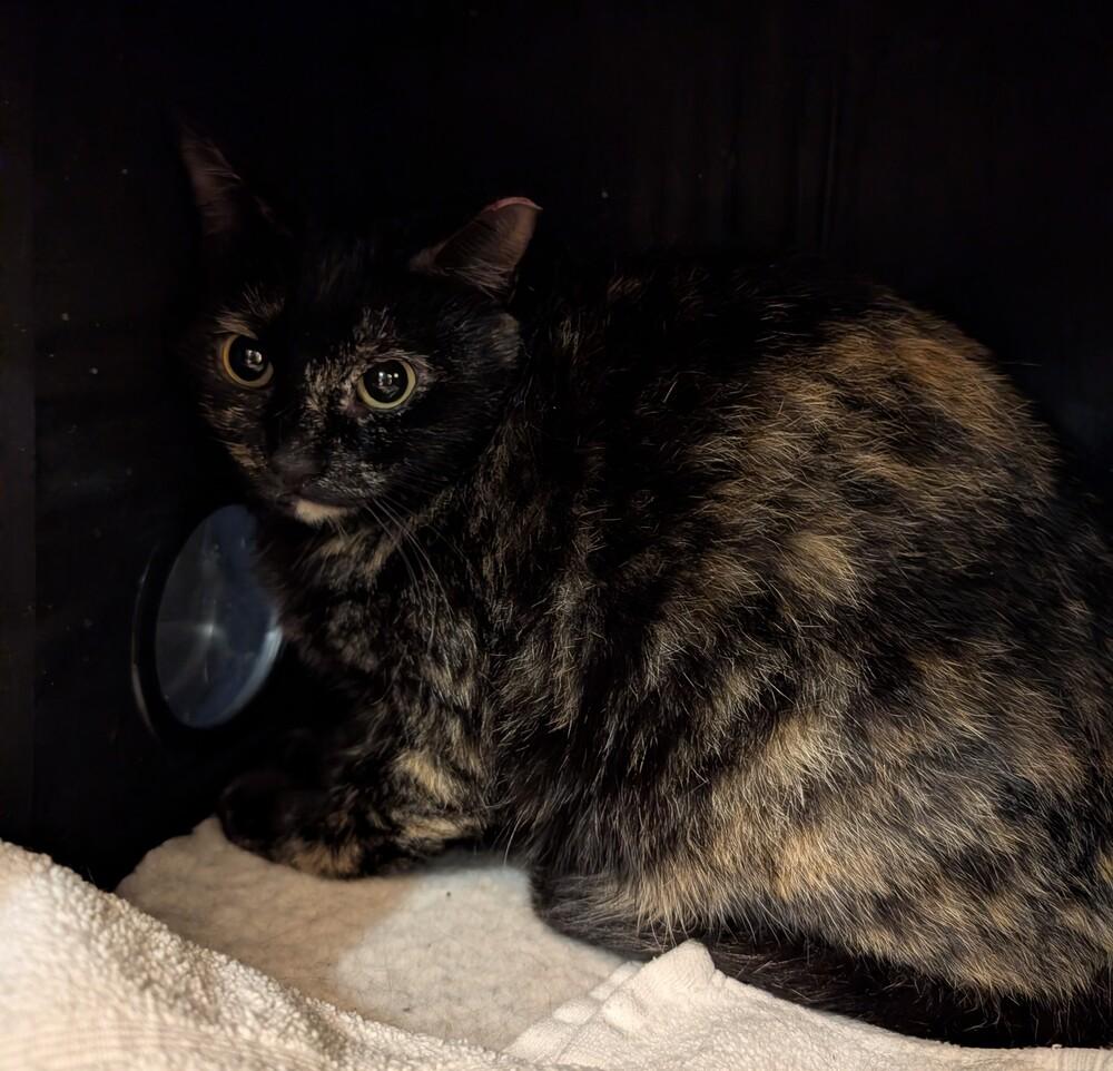 Sofie, Adoptable, Adult Female Domestic Medium Hair.