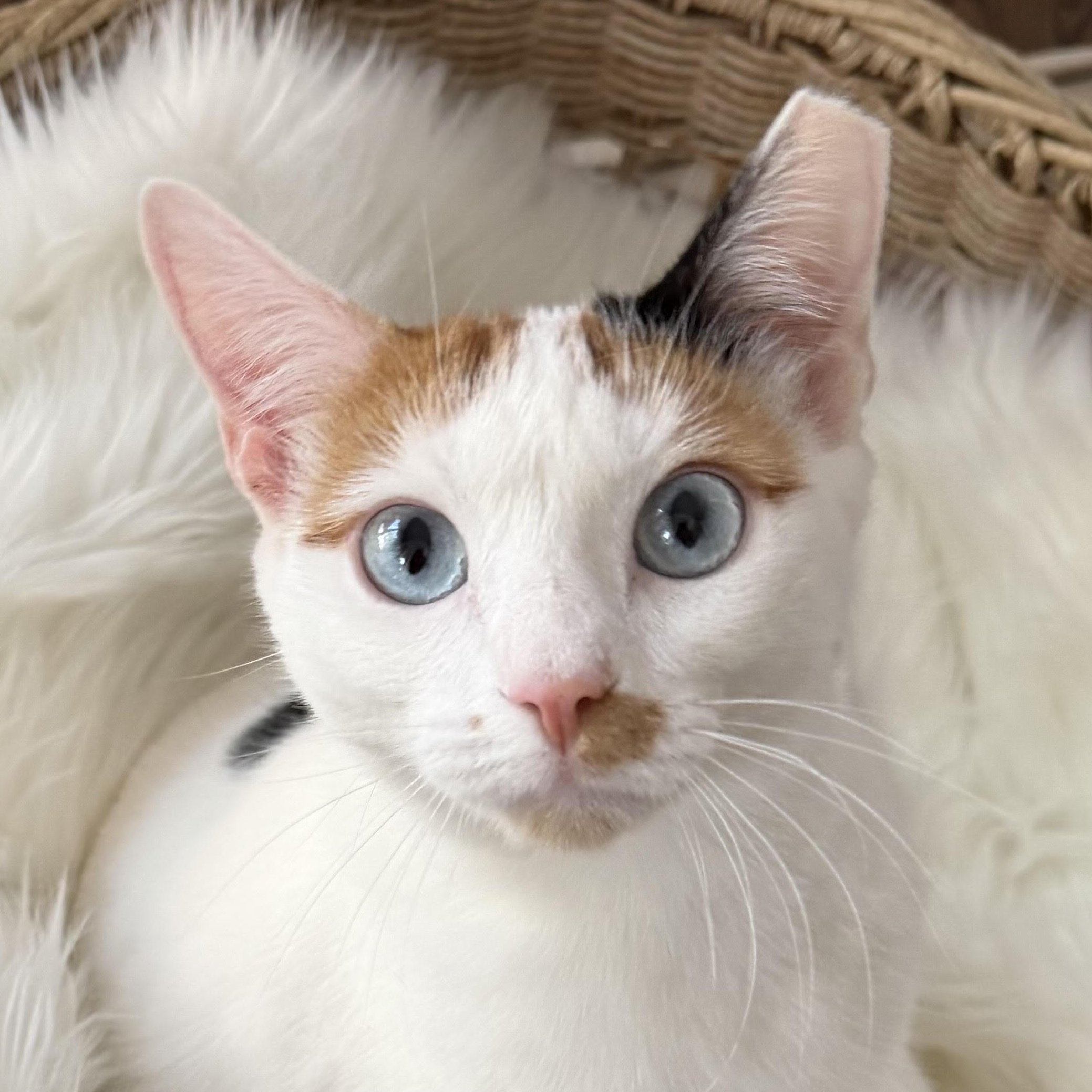 Enlarge Molly, a Adoptable mixed breed in Ridgefield, CT image 2/6