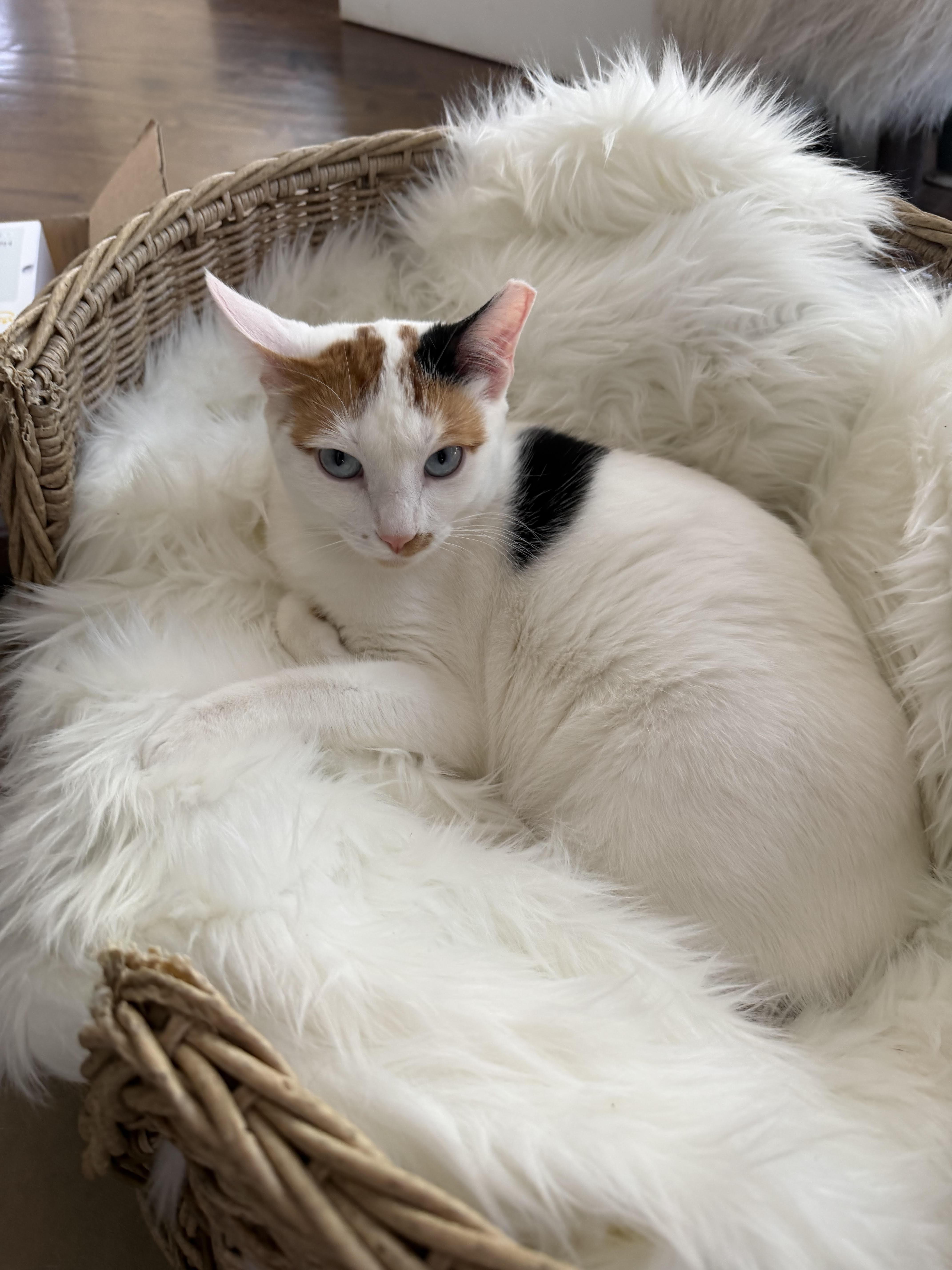 Enlarge Molly, a Adoptable mixed breed in Ridgefield, CT image 6/6