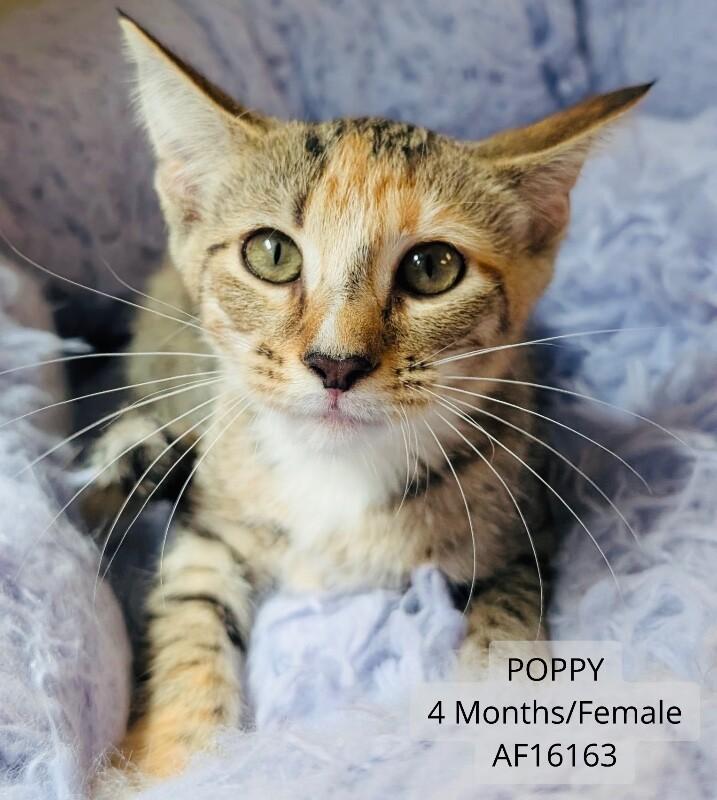 Poppy, Adoptable, Young Female Domestic Short Hair.