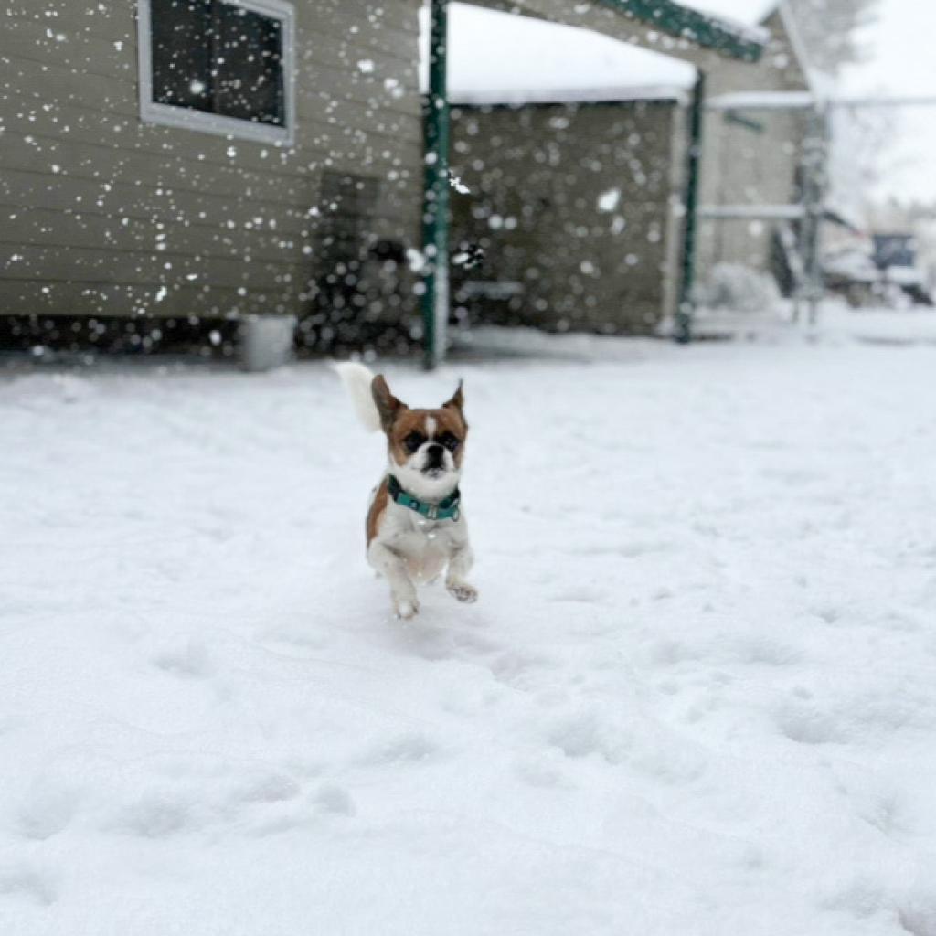 Enlarge Tic Tac, a Adoptable mixed breed in Nampa, ID image 1/3