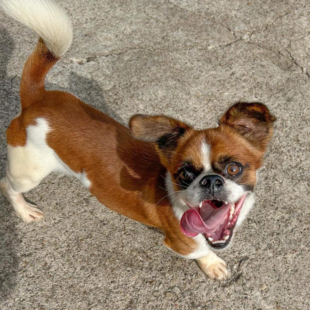 Enlarge Tic Tac, a Adoptable mixed breed in Nampa, ID image 2/3