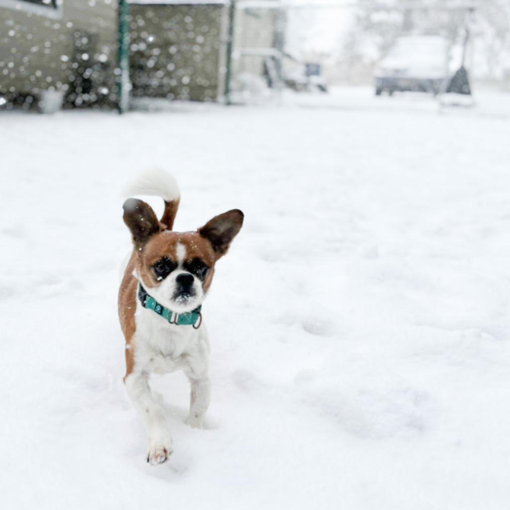 Enlarge Tic Tac, a Adoptable mixed breed in Nampa, ID image 3/3