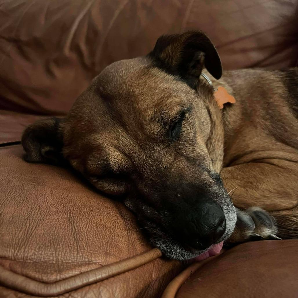 Enlarge Zahara, a Adoptable Mixed Breed in Bend, OR image 1/6