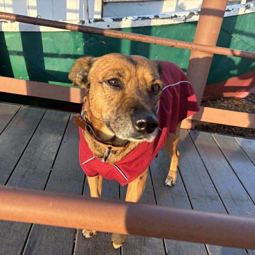 Enlarge Zahara, a Adoptable Mixed Breed in Bend, OR image 3/6