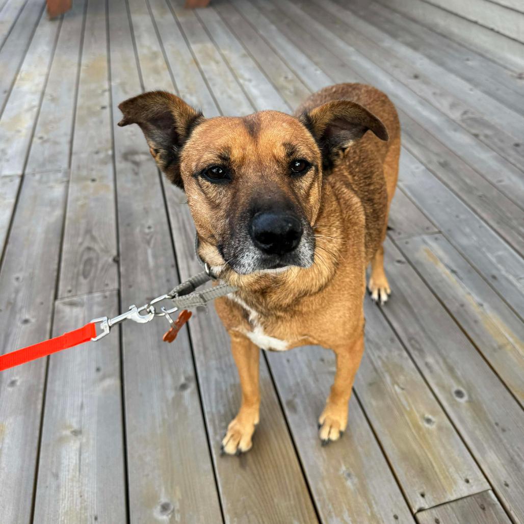 Enlarge Zahara, a Adoptable Mixed Breed in Bend, OR image 4/6