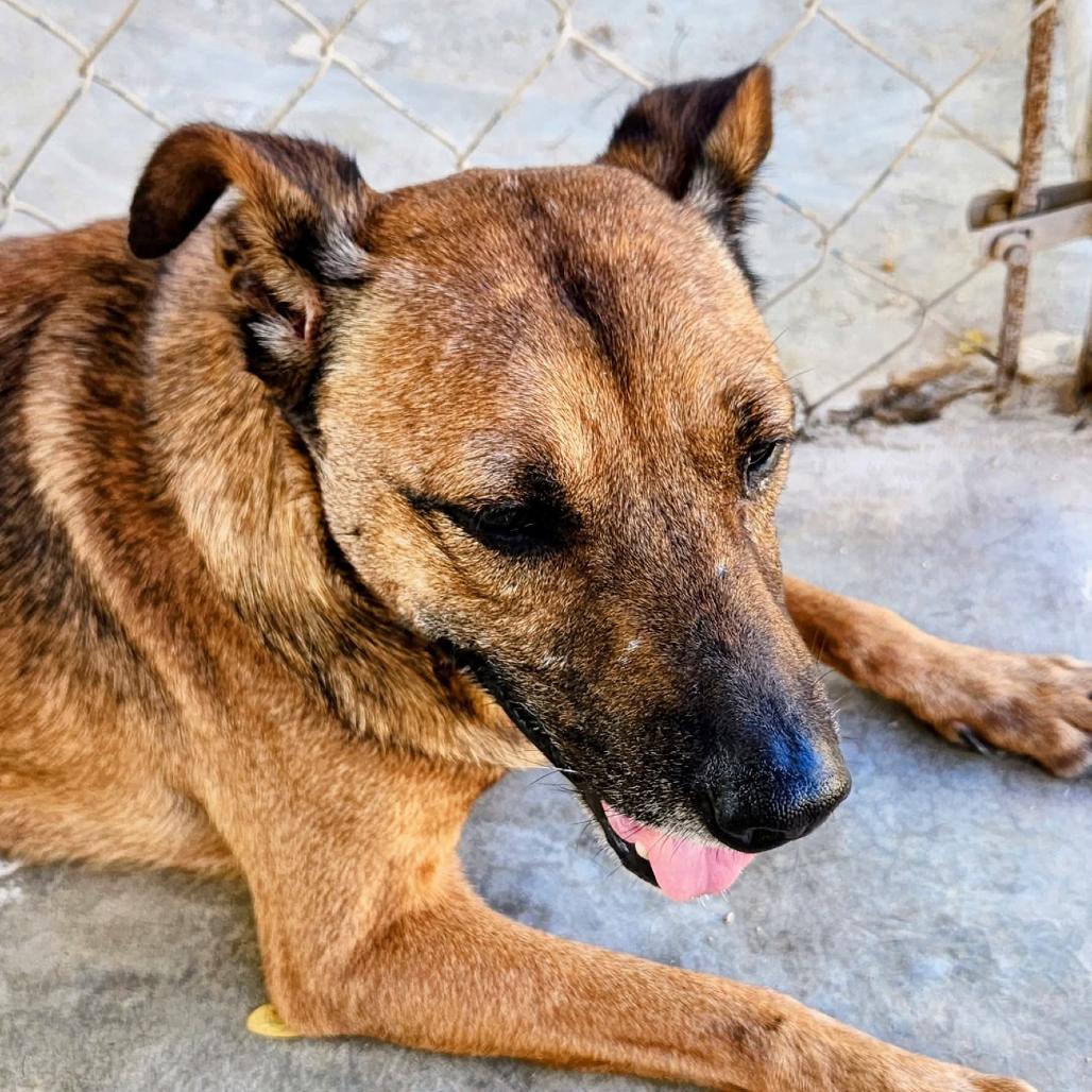 Enlarge Zahara, a Adoptable Mixed Breed in Bend, OR image 5/6