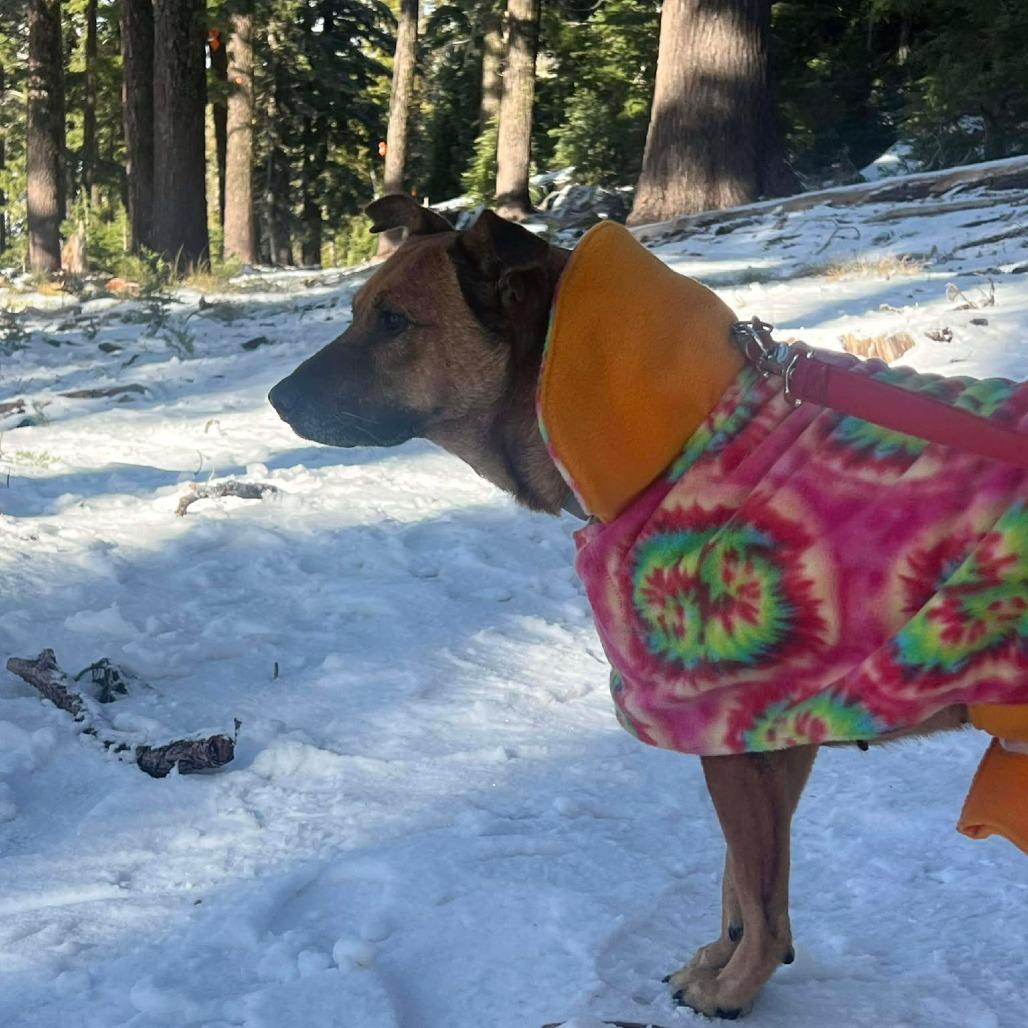 Enlarge Zahara, a Adoptable Mixed Breed in Bend, OR image 6/6