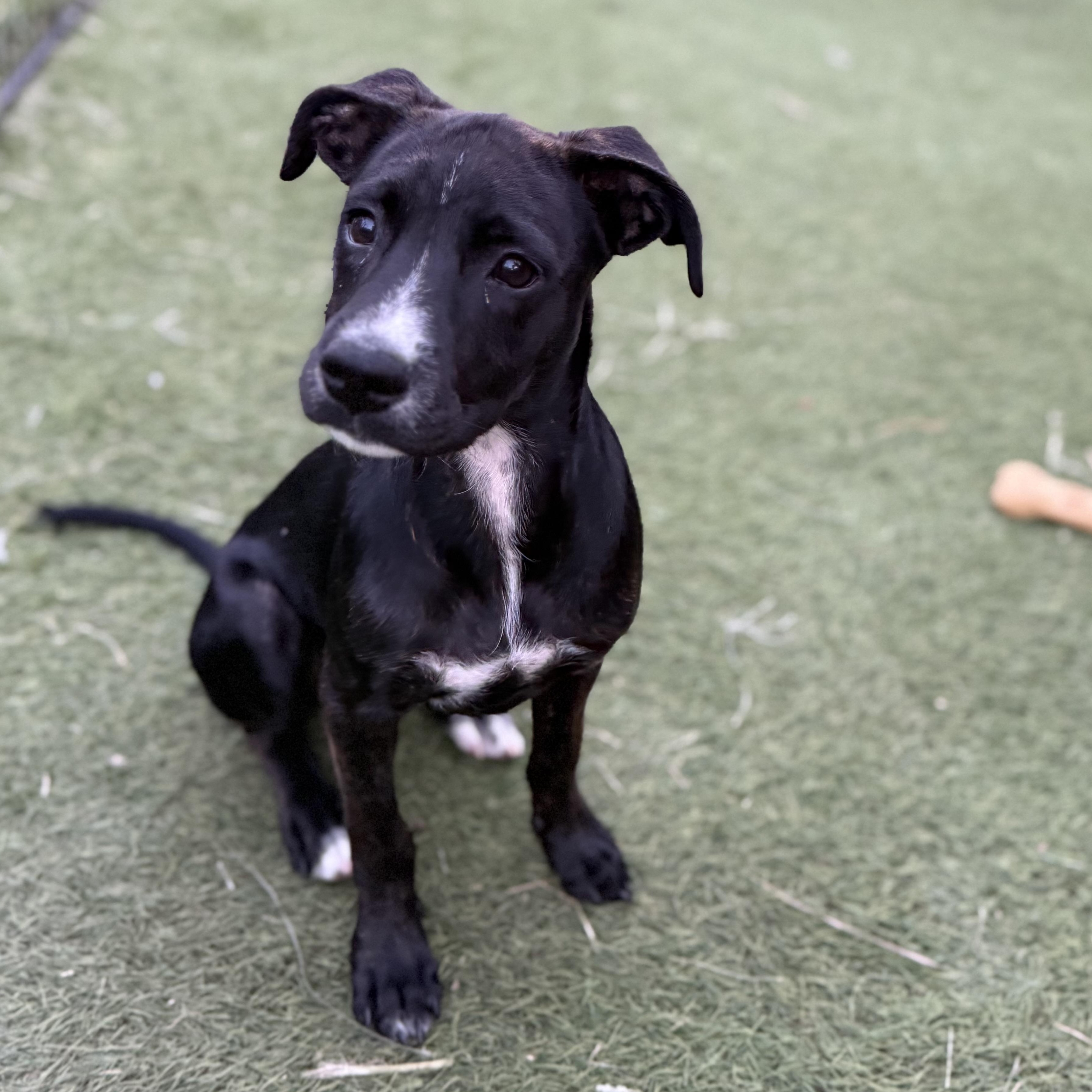 Enlarge Sunny, an adopted mixed breed in Glenolden, PA image 4/6