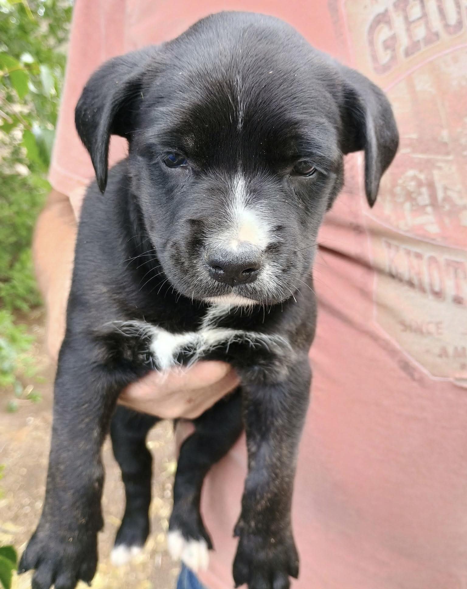 Enlarge Sunny, an adopted mixed breed in Glenolden, PA image 6/6