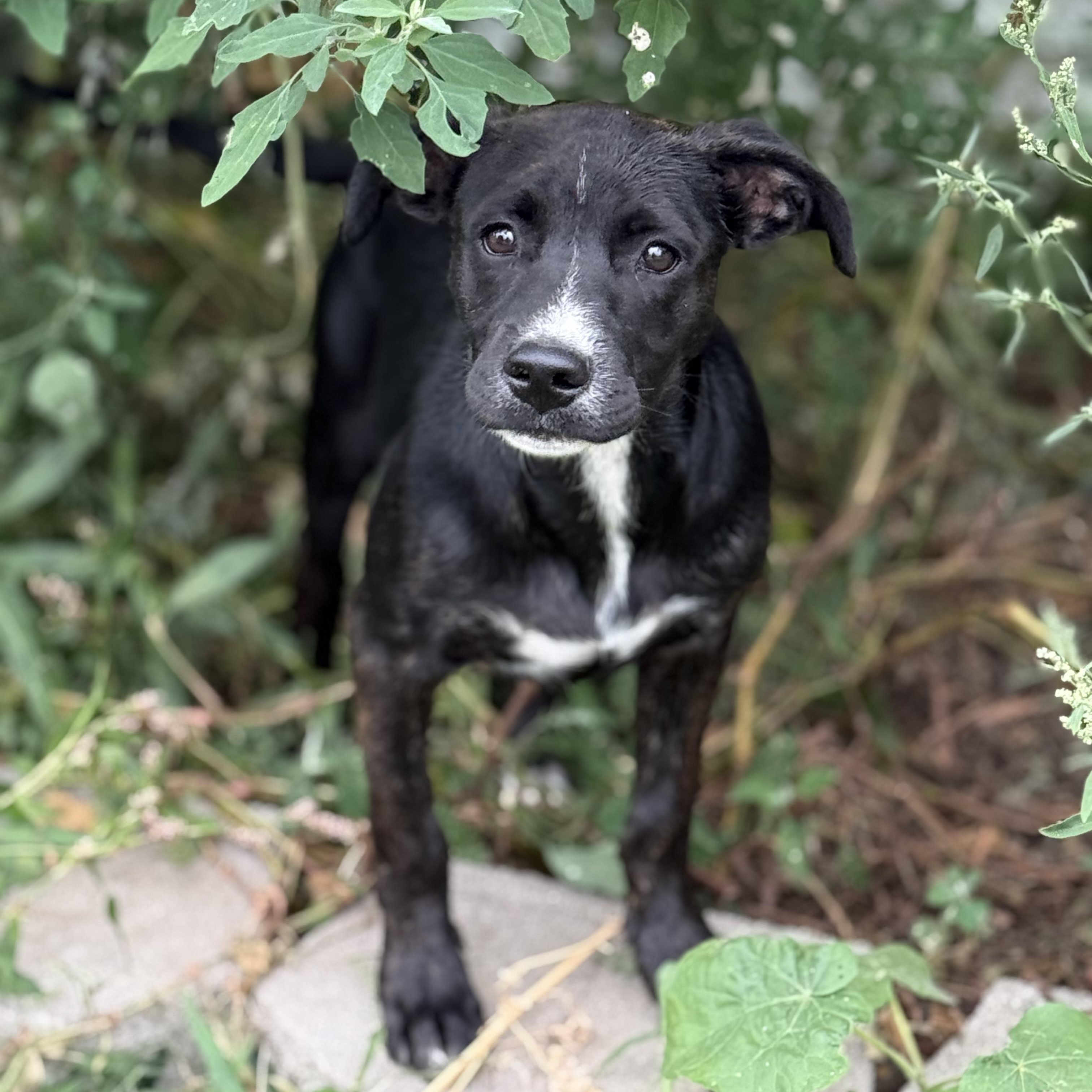 Sunny, adopted, Puppy Female Pit Bull Terrier & Labrador Retriever.