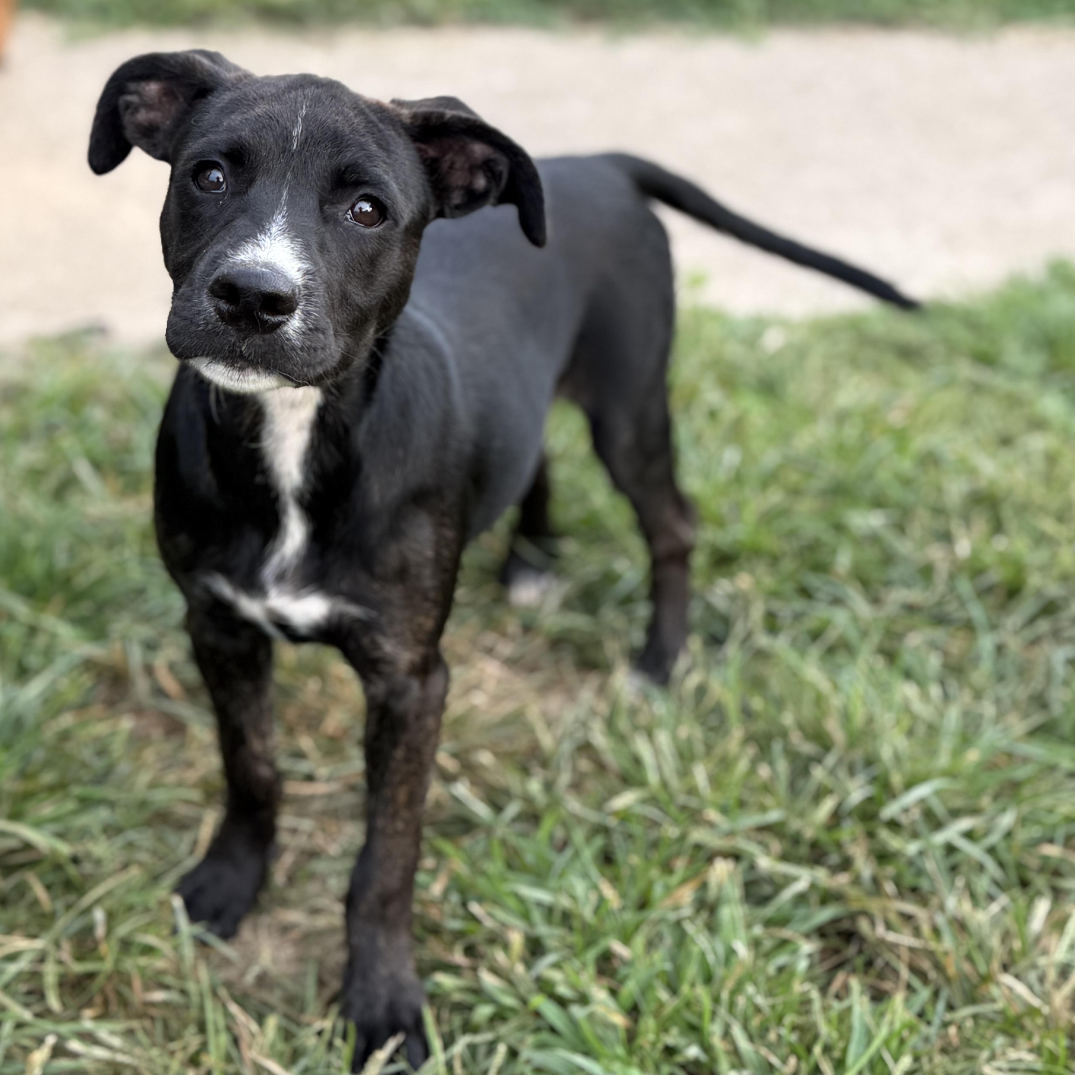 Enlarge Sunny, an adopted mixed breed in Glenolden, PA image 2/6