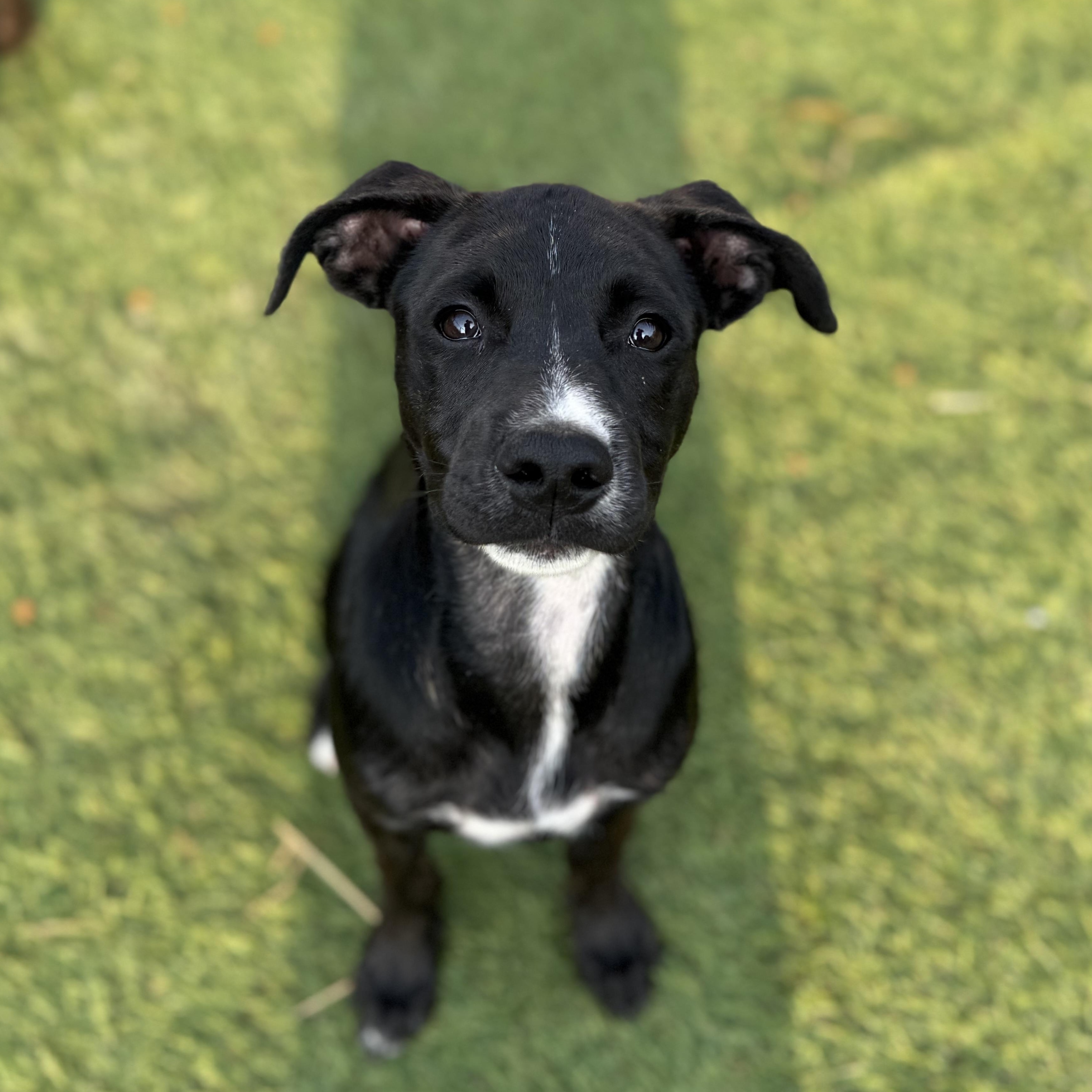 Enlarge Sunny, an adopted mixed breed in Glenolden, PA image 5/6