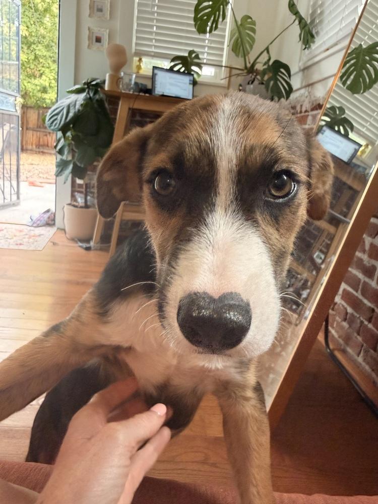 Enlarge Maverick, a Adoptable mixed breed in Denver, CO image 2/4