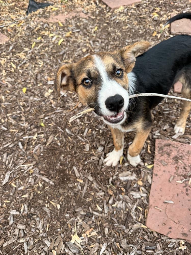 Enlarge Maverick, a Adoptable mixed breed in Denver, CO image 3/4