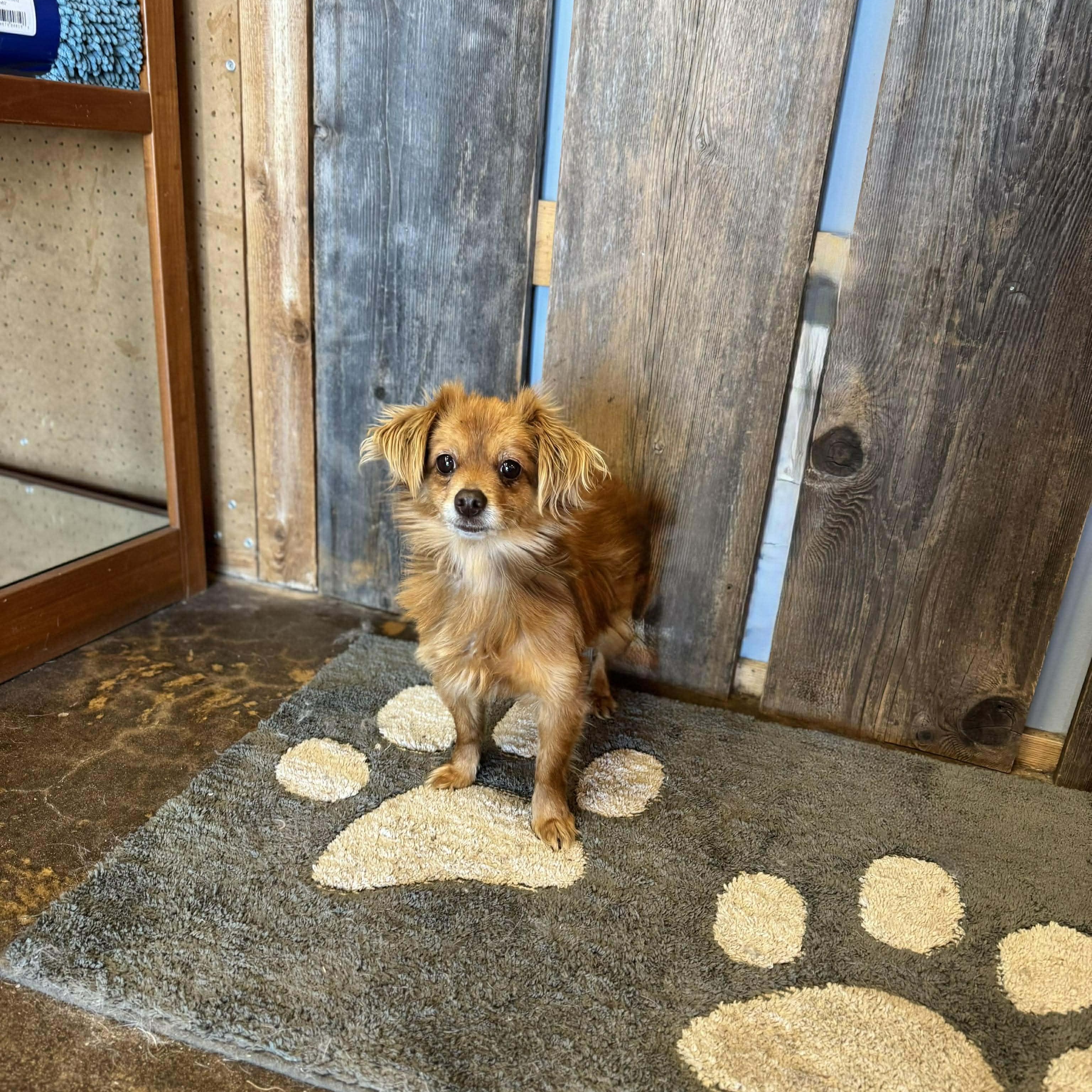 Enlarge COOKIE   $375, an adopted mixed breed in Milwaukee, WI image 1/4