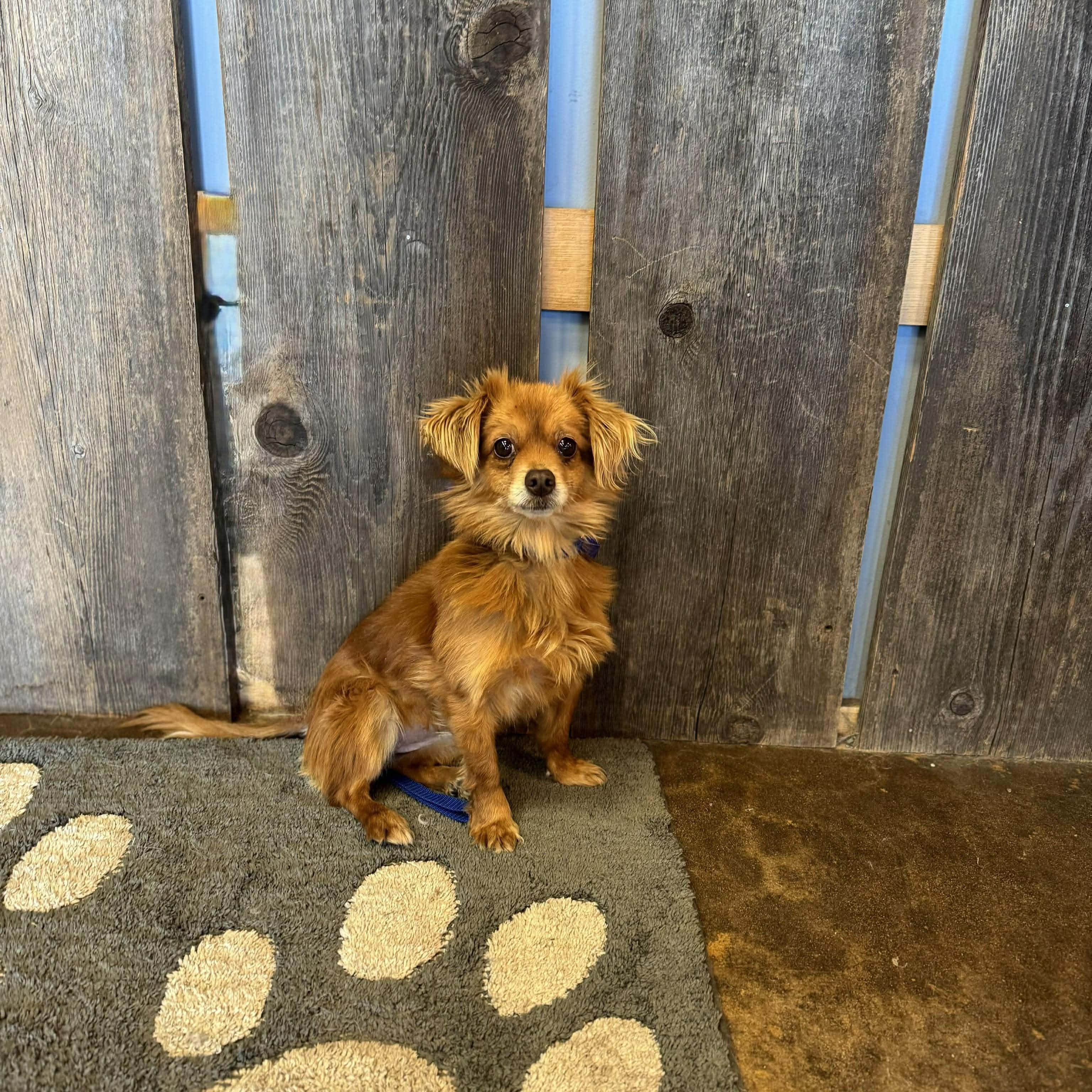 Enlarge COOKIE   $375, an adopted mixed breed in Milwaukee, WI image 3/4