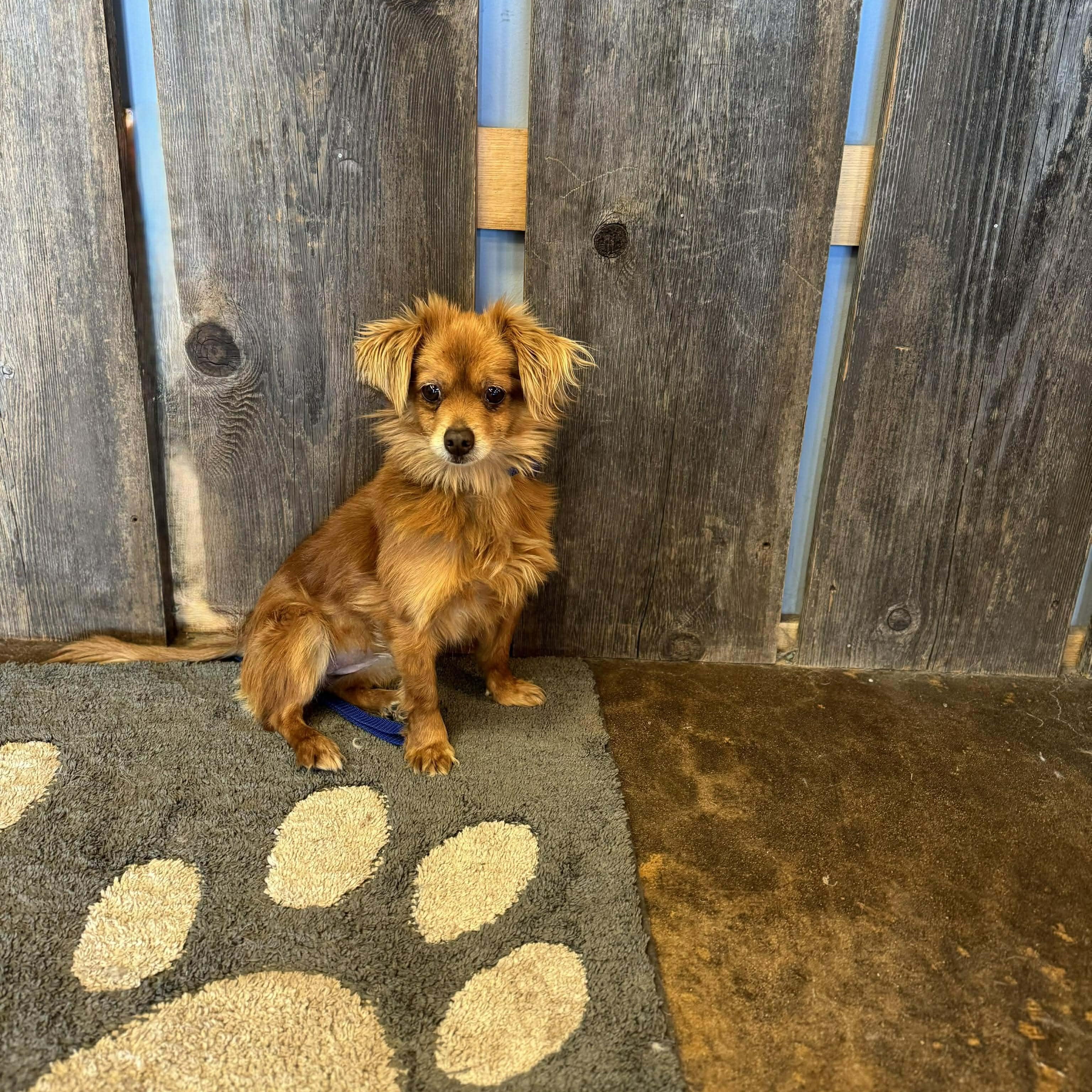 Enlarge COOKIE   $375, an adopted mixed breed in Milwaukee, WI image 2/4