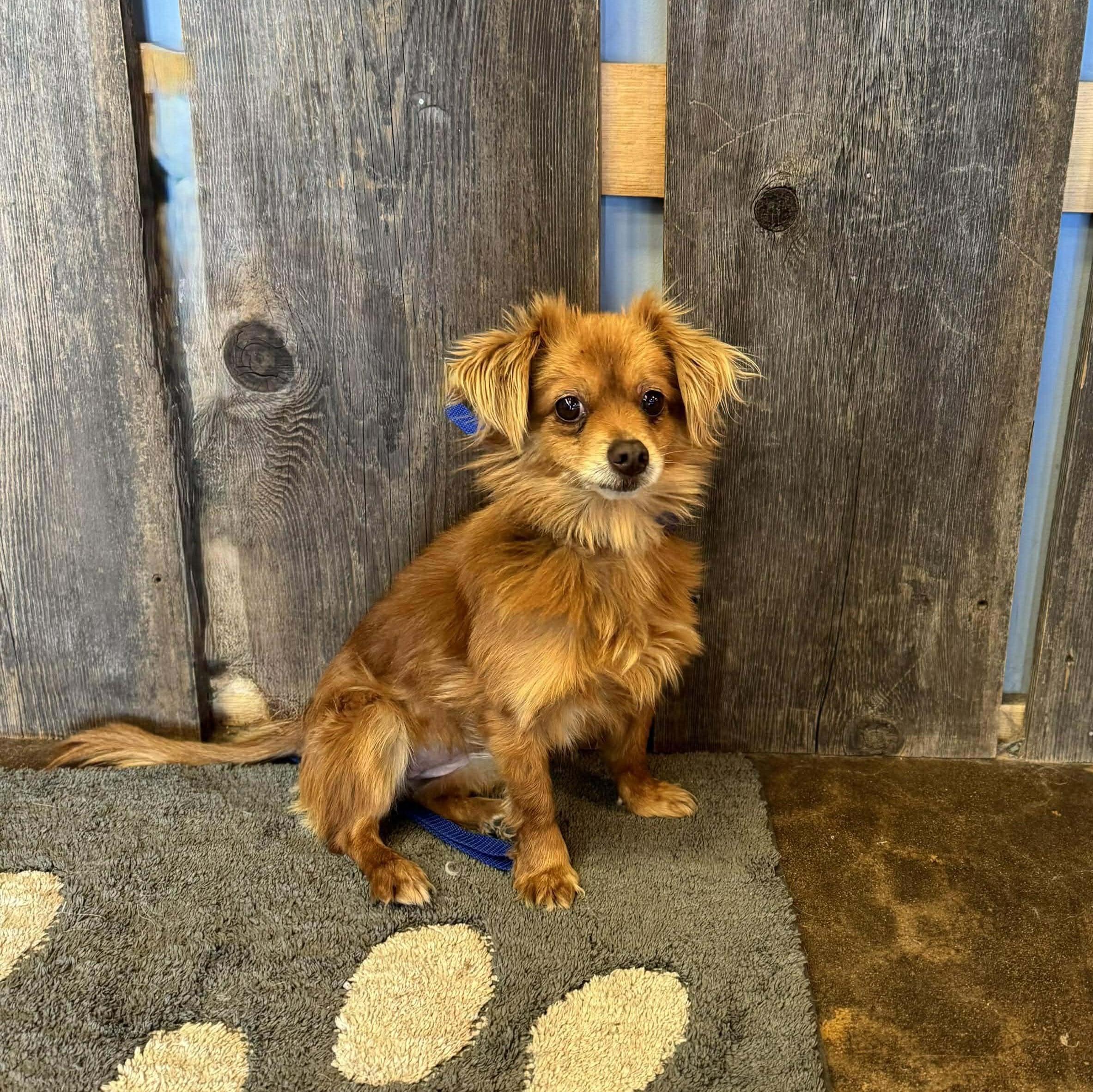 Enlarge COOKIE   $375, an adopted mixed breed in Milwaukee, WI image 4/4