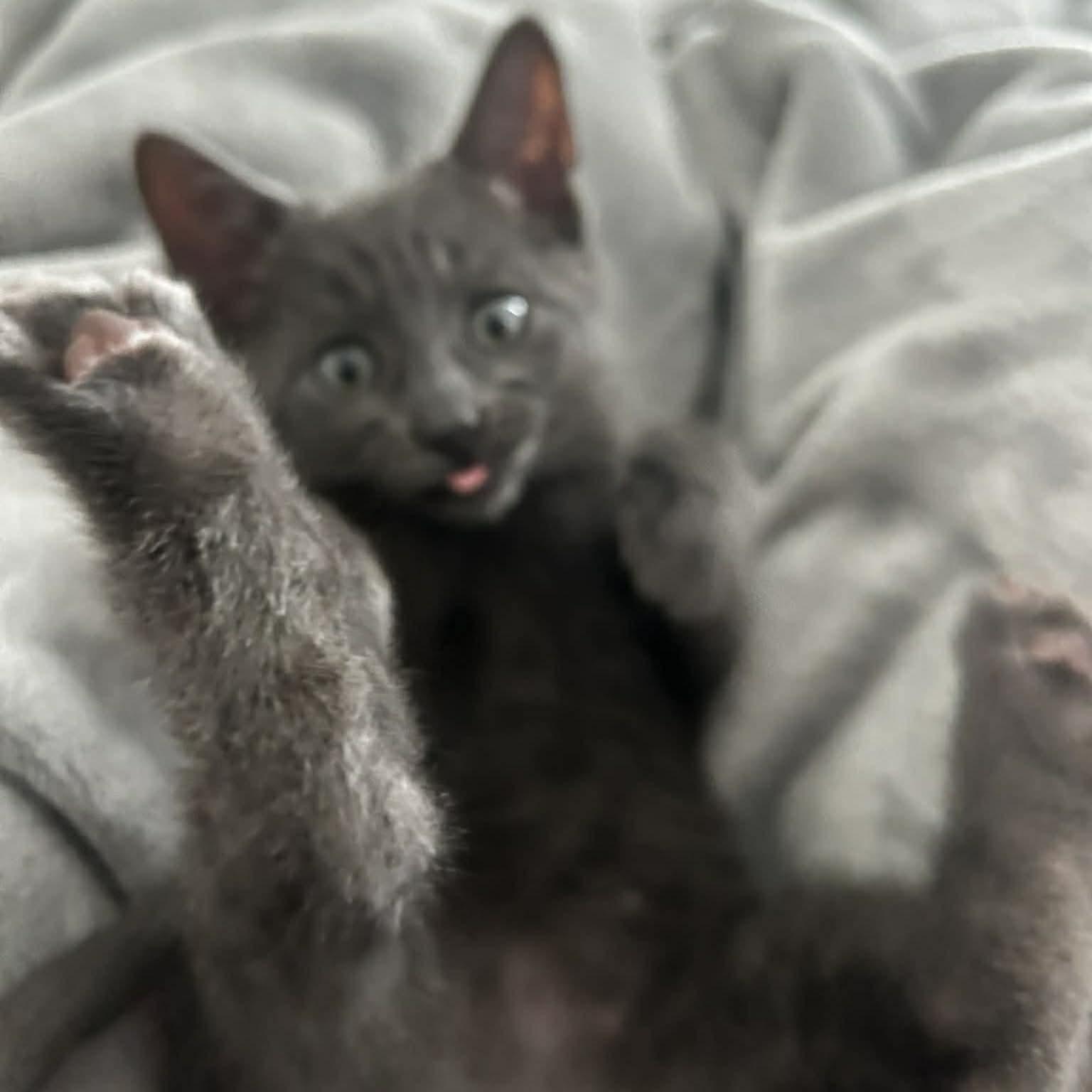 Enlarge Monte, a ADOPTABLE Domestic Short Hair in Calgary, AB image 4/4