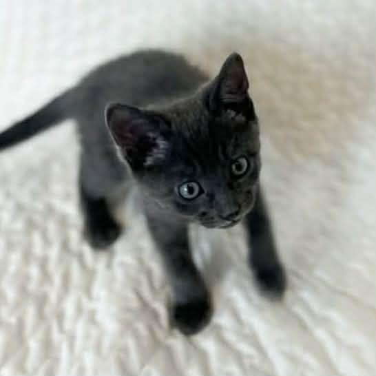 Enlarge Monte, a ADOPTABLE Domestic Short Hair in Calgary, AB image 1/4