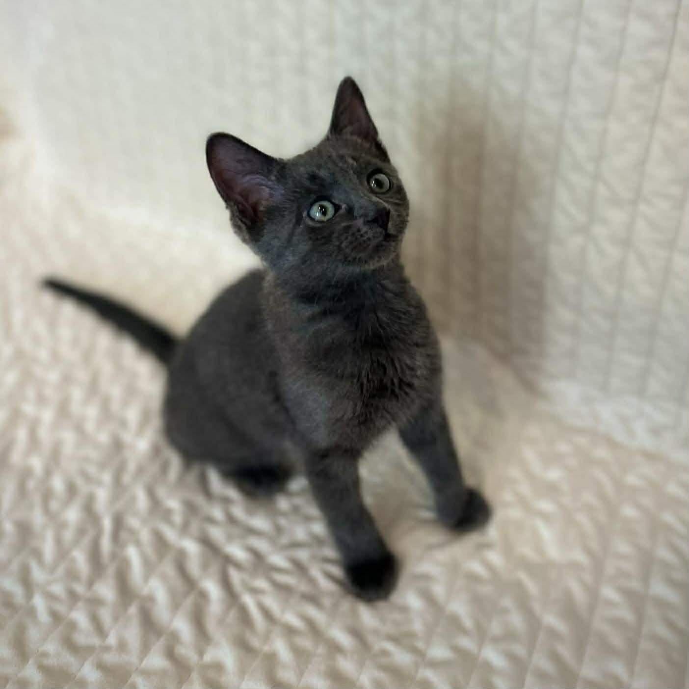 Enlarge Monte, a ADOPTABLE Domestic Short Hair in Calgary, AB image 2/4