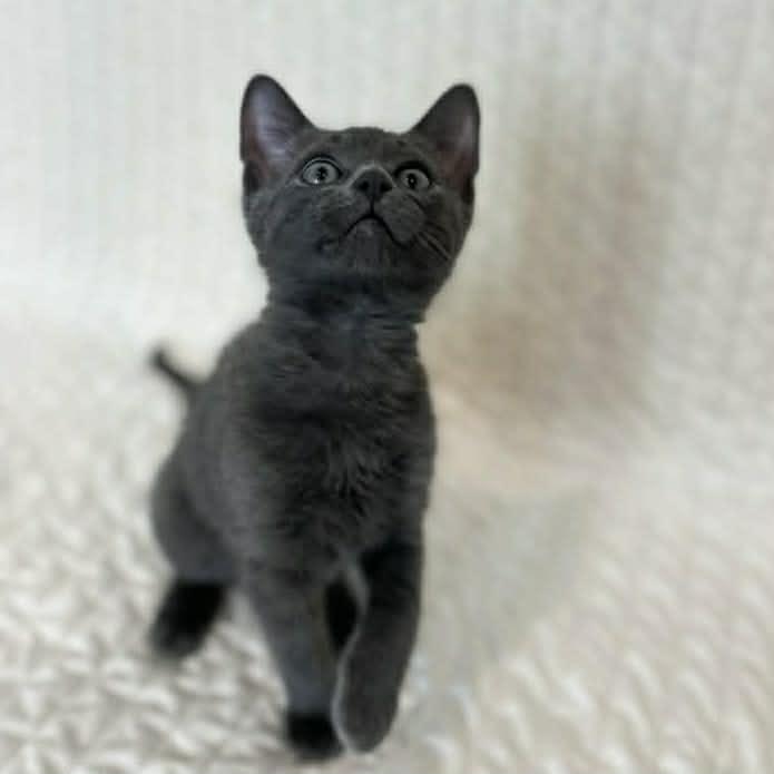 Enlarge Monte, a ADOPTABLE Domestic Short Hair in Calgary, AB image 3/4