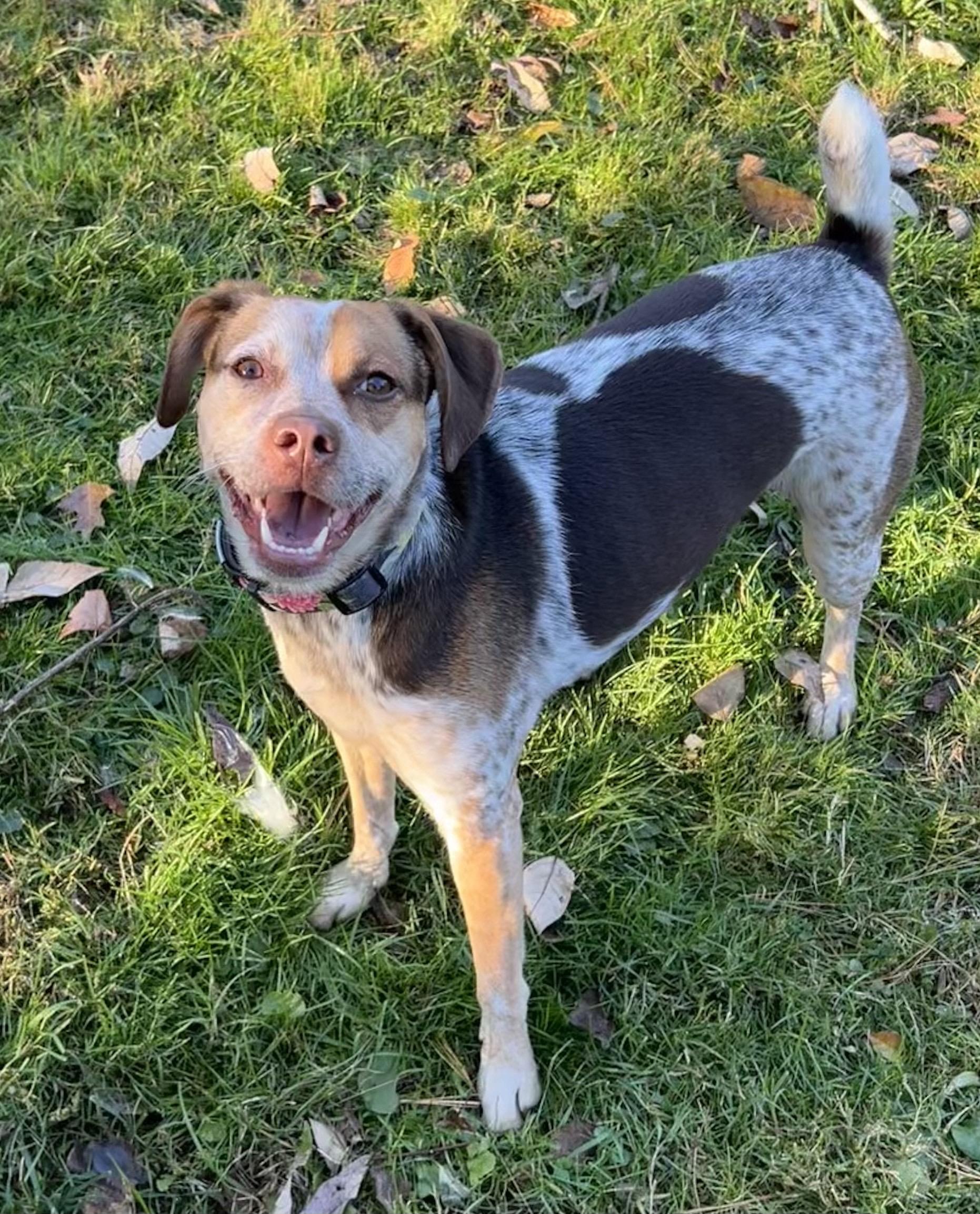 Birdie, a Adoptable mixed breed in River Vale, NJ image 1/2