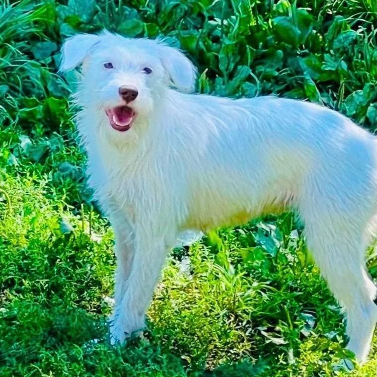 Ruby, ADOPTABLE, Adult Female Mixed Breed.