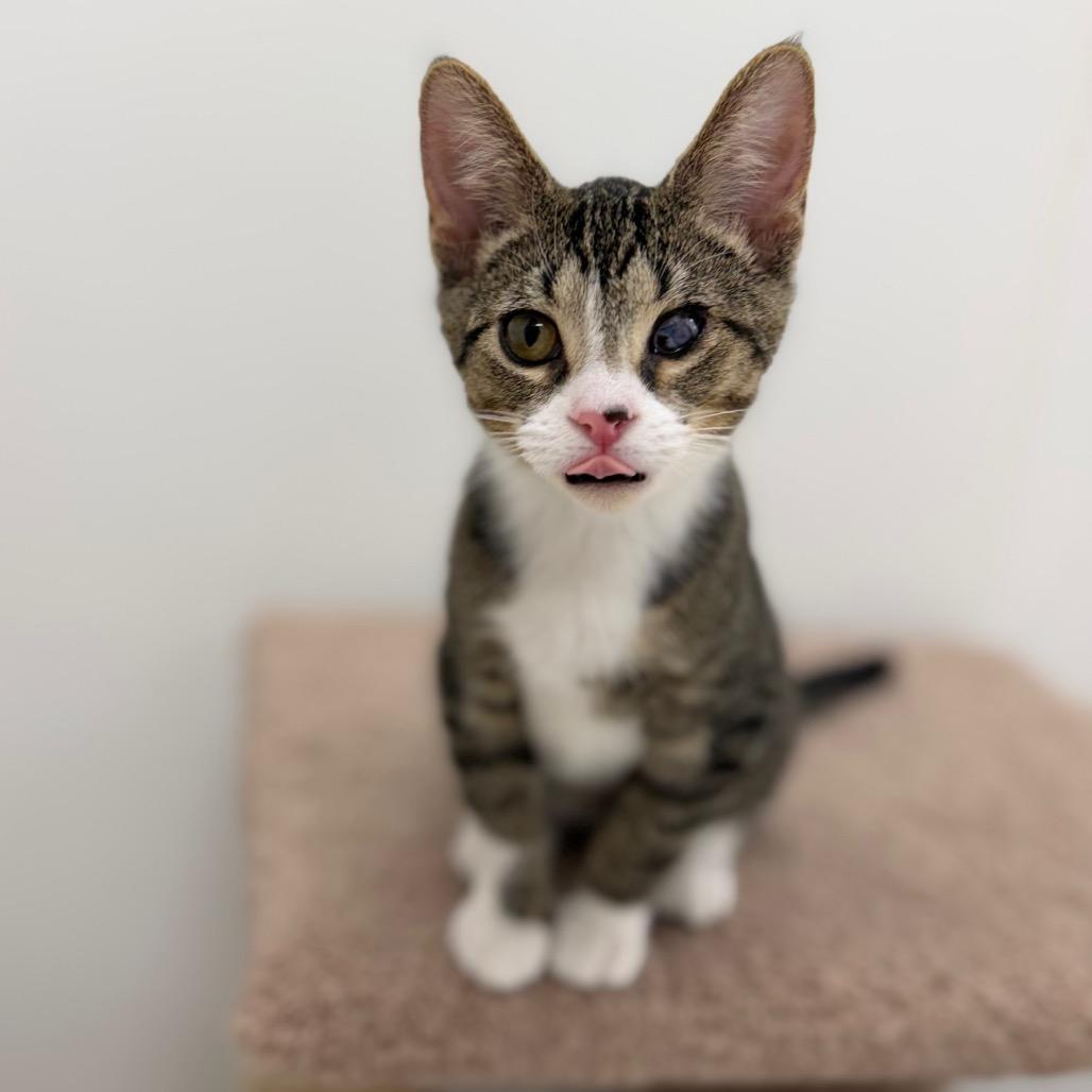 Enlarge Camilla, a Adoptable Domestic Short Hair in Portage, MI image 1/5
