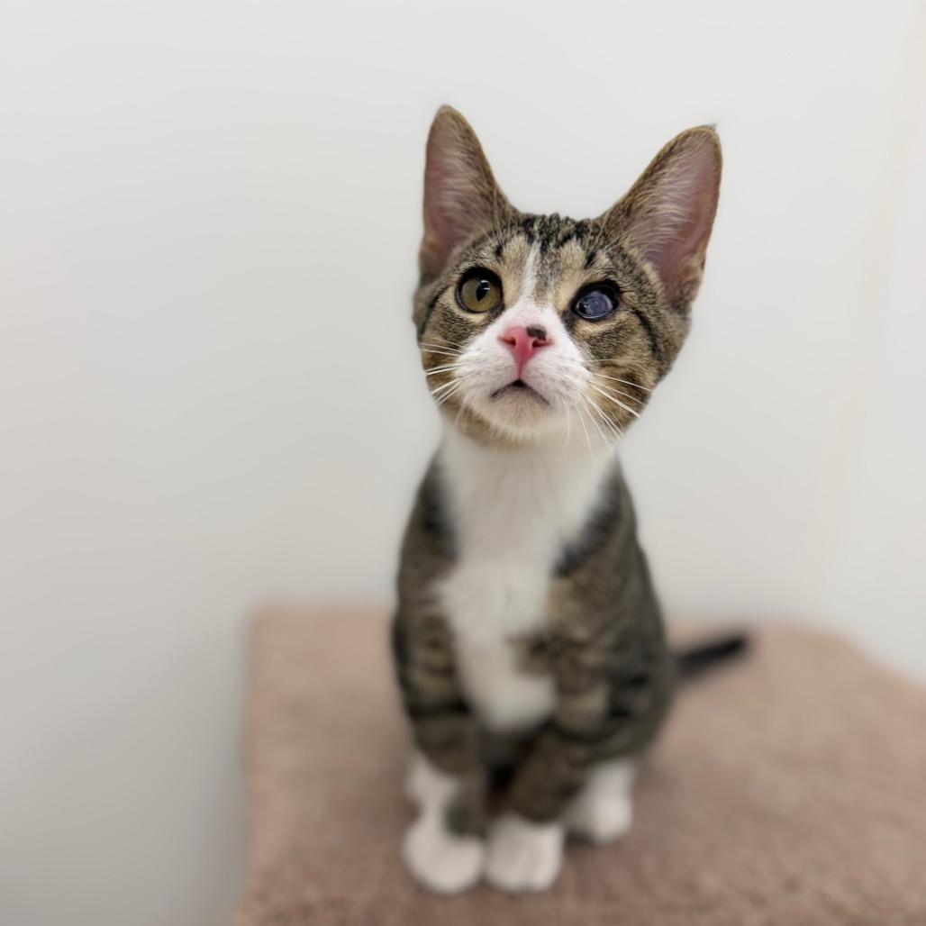 Enlarge Camilla, a Adoptable Domestic Short Hair in Portage, MI image 2/5