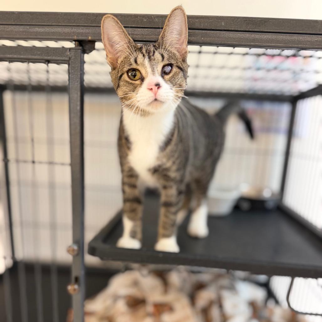 Enlarge Camilla, a Adoptable Domestic Short Hair in Portage, MI image 3/5